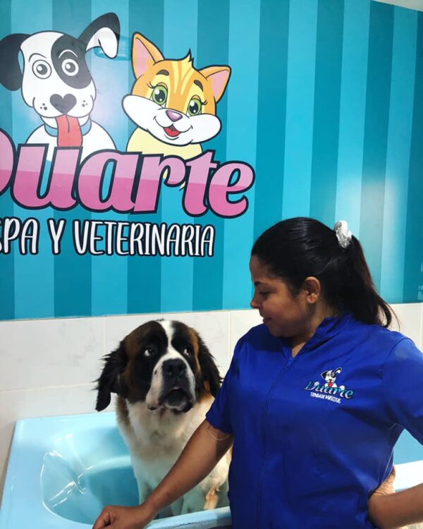 Perro en Guardería Jamundí